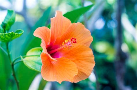 are hibiscus flowers poisonous|is hibiscus dangerous.